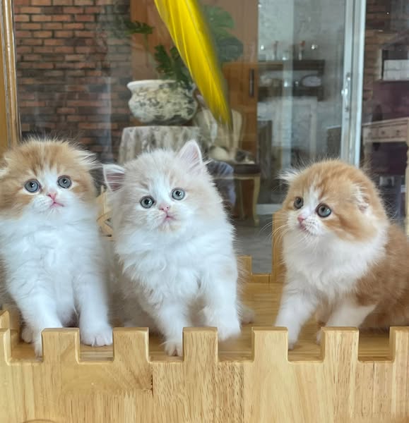 Pet Supplies