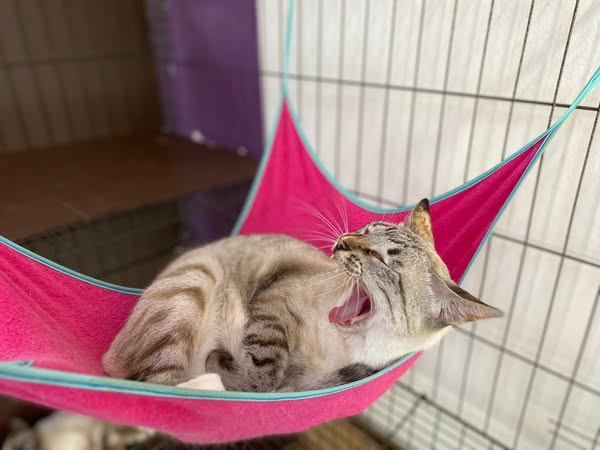 Shop for pet grooming