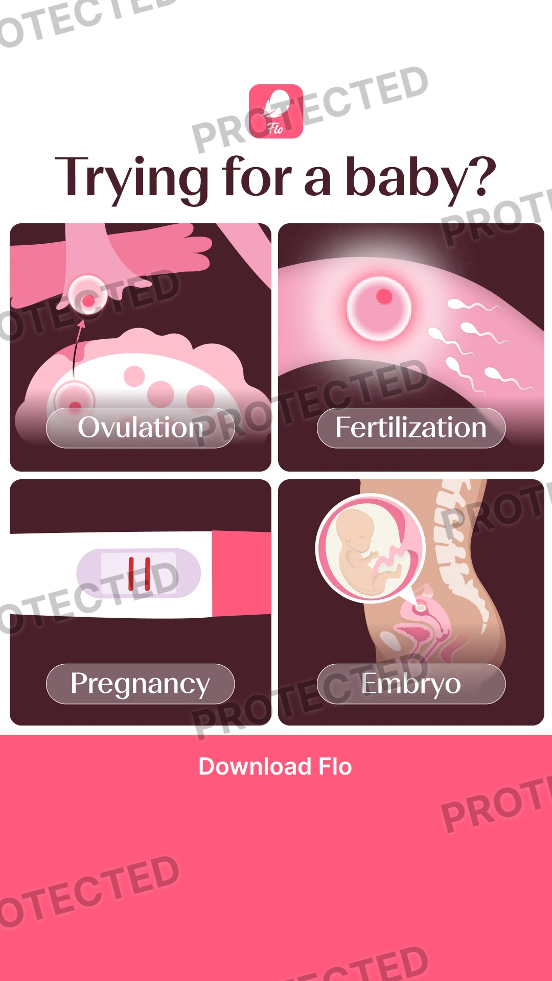 embryo