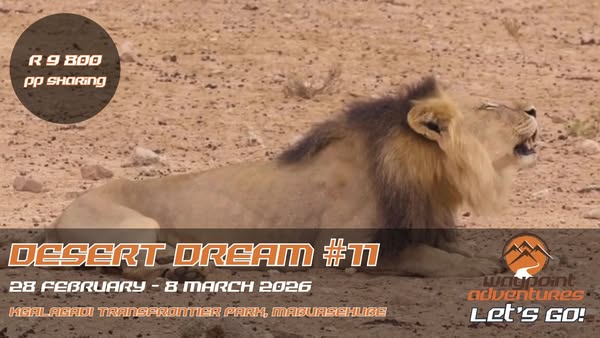Desert Dream