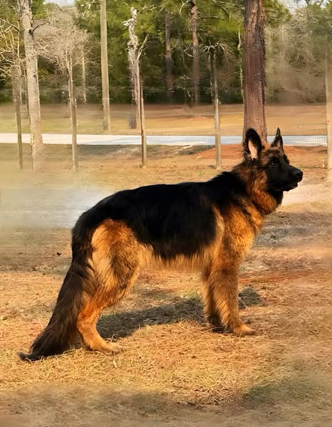 Remarkable breed