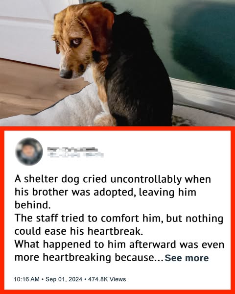 shelter