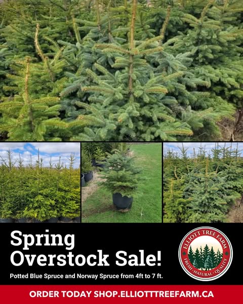 Fresh spruce