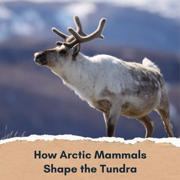 Arctic Animals