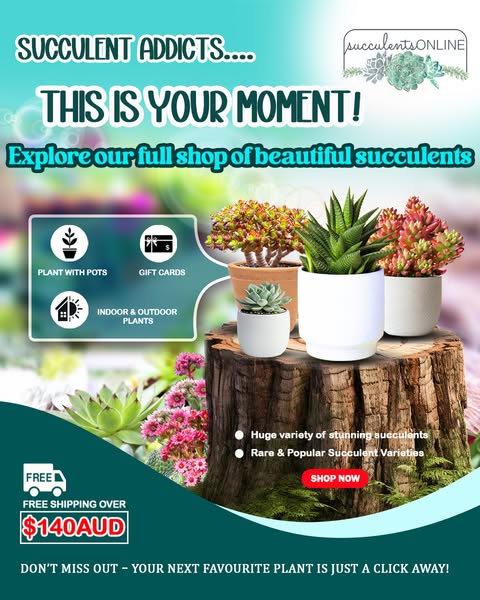 Stunning plant