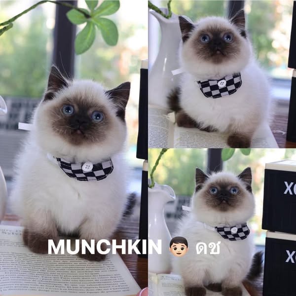 Munchkin