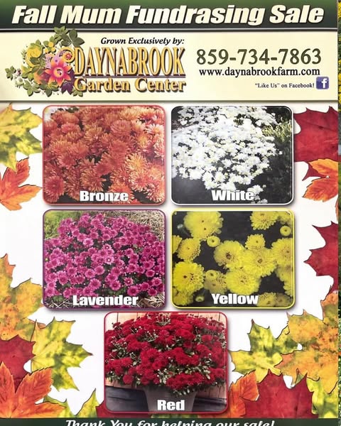 Popular yellow