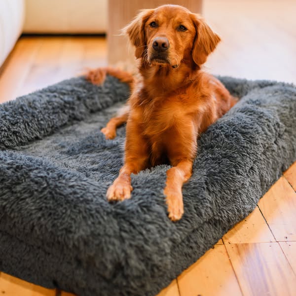Shop for Pet Beds