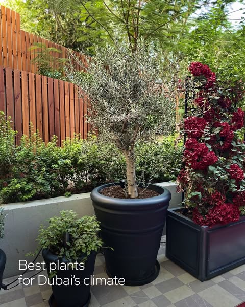 Popular olive