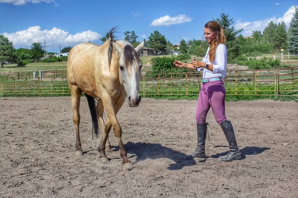 Advanced horse