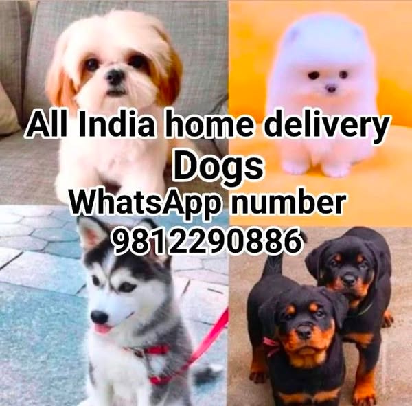 Shop for pets