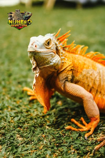 Shop for Pet Lovers