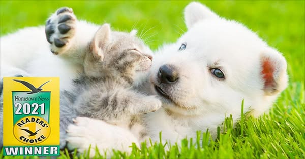 kitten