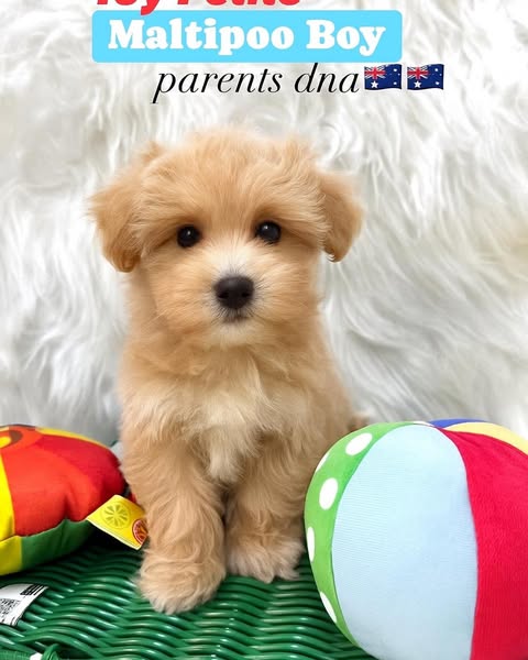 Shop Pets