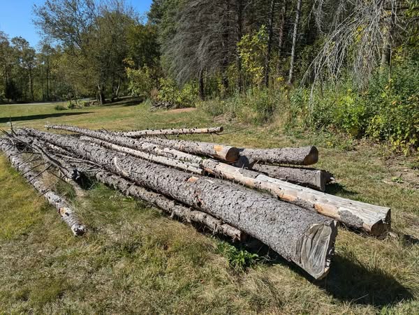 Fresh spruce