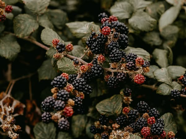 Shop for Gardeners
