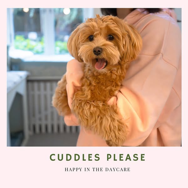 Cozy content