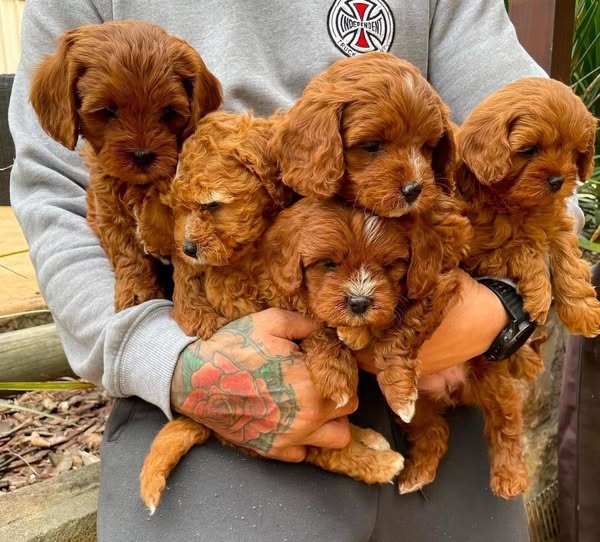 Gentle breeder