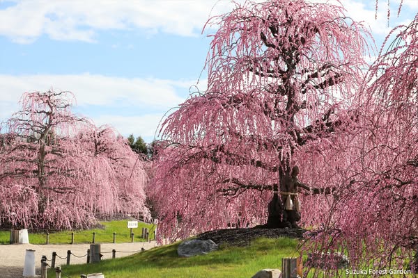 Remarkable bloom