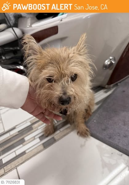 terrier