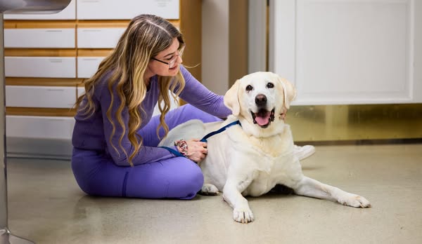 Reliable veterinary