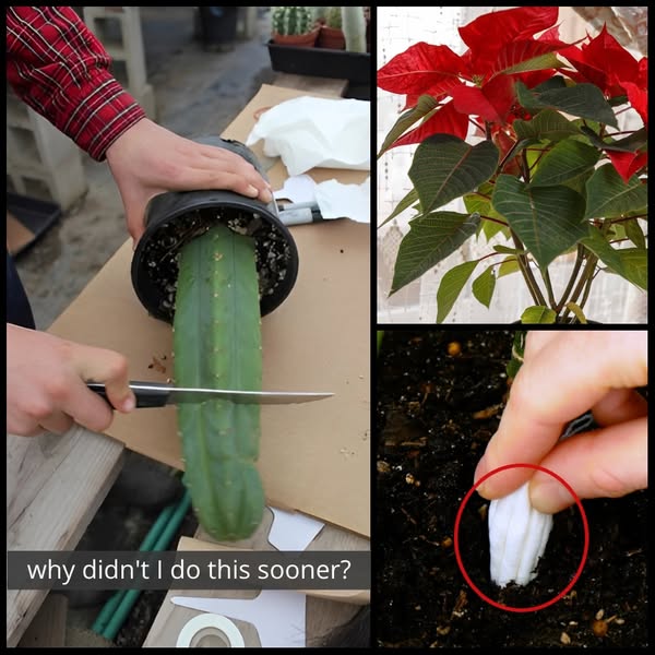 Green Thumb Gardening