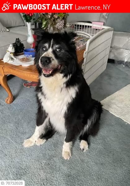 Brush for Pets