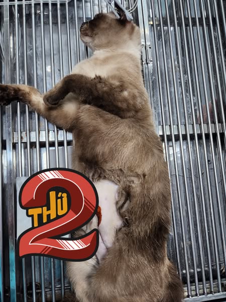 Shop for pet grooming