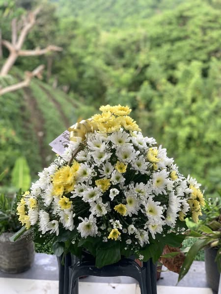 Fresh Flowers & Live Indoor Plants