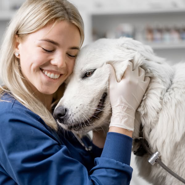 Premium veterinarian