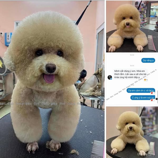 Shop for pet grooming