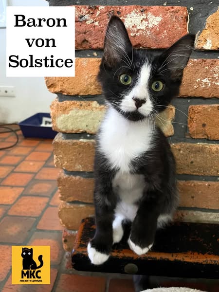 Irresistible kitten