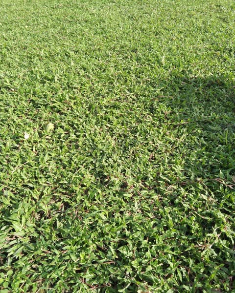 variegated