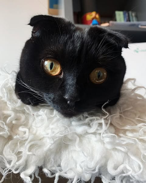 Irresistible head