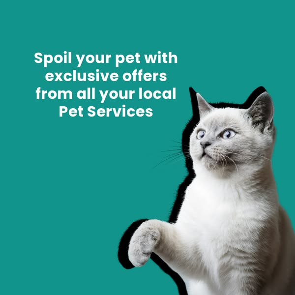 Shop for local businesses
