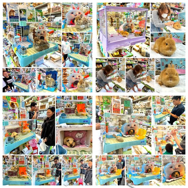 Shop for pet grooming