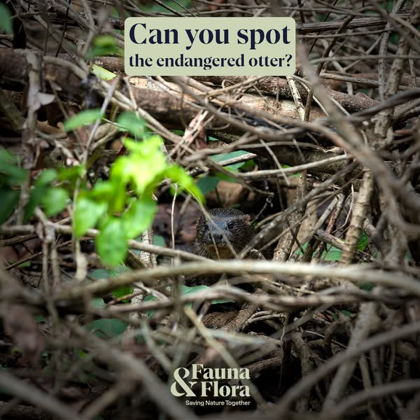 Safe mangrove