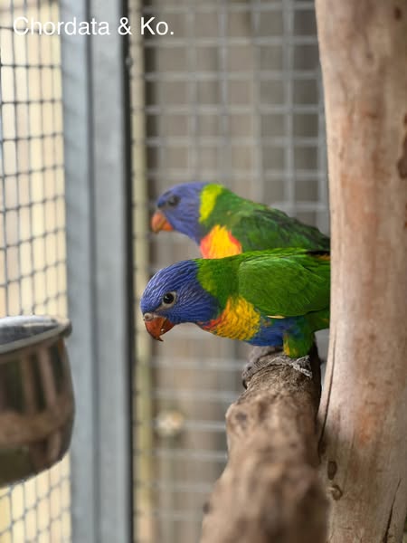 avian