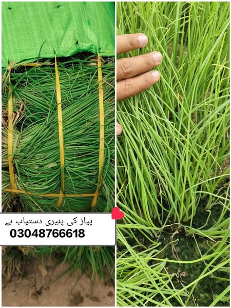 Onion Seeds