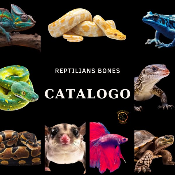 Ultimate reptile