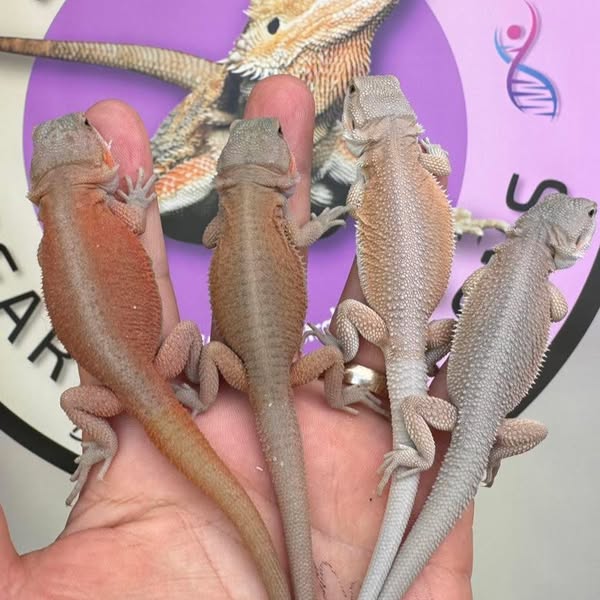 breeding