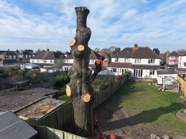 Affordable stump