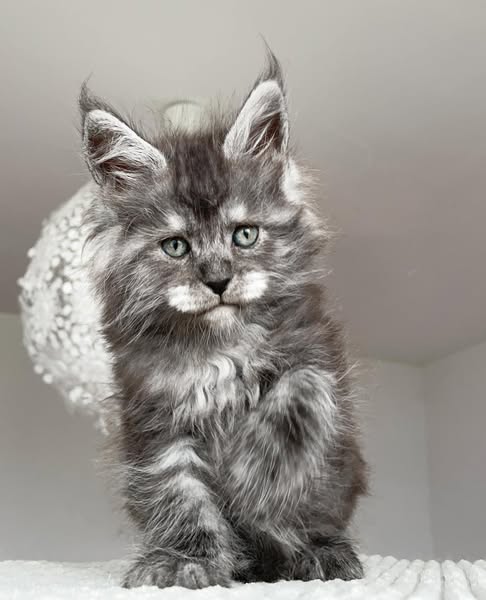 Persian