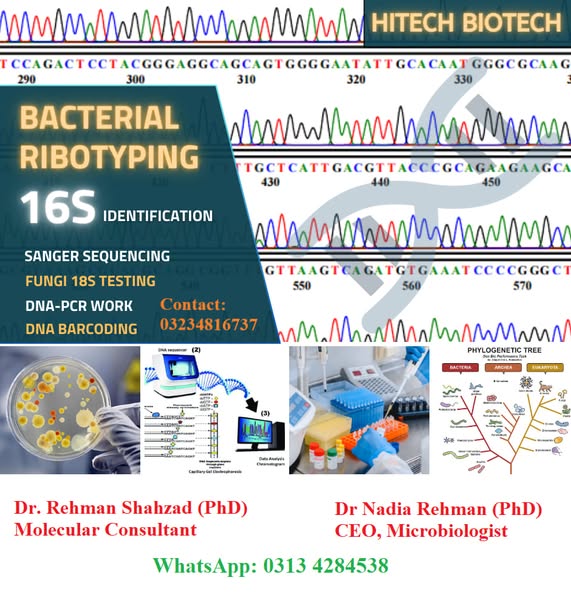 bacterial