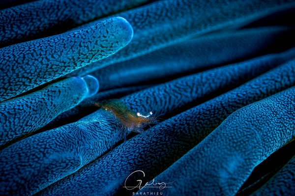 Deep Ocean Blue