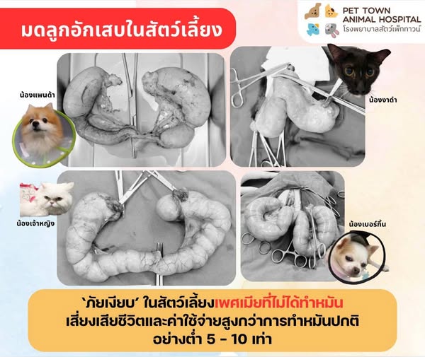 Shop for pet grooming