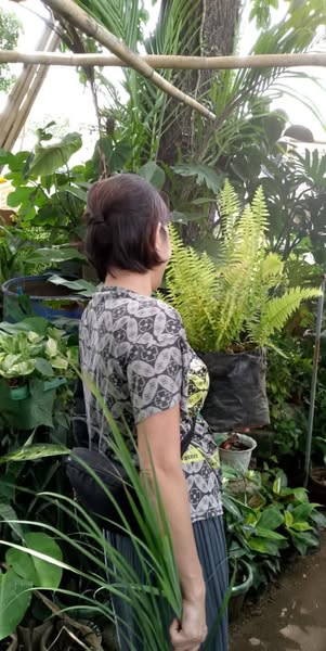 Peat Pots