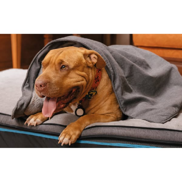 Shop for Pet Beds