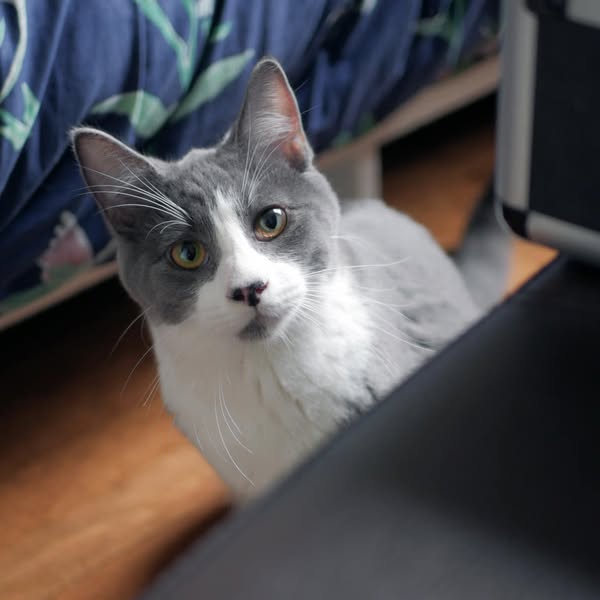 squeak