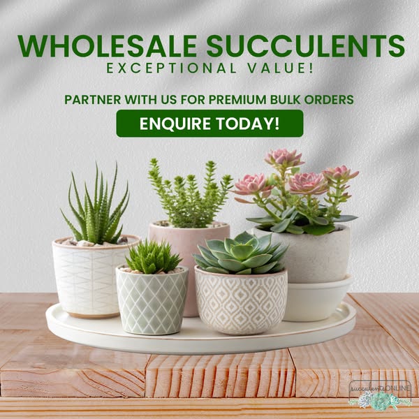 Reliable succulent